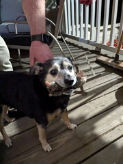 Brinkley the Huntress